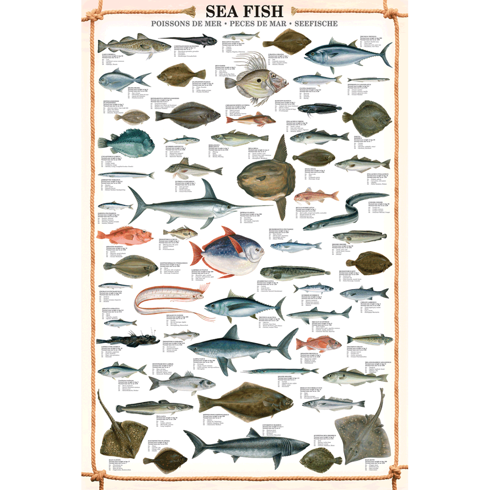 Sea Fish Poster | Eurographics
