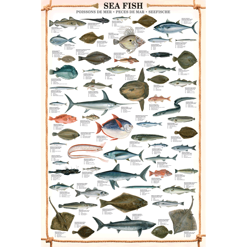 Sea Fish Poster | Eurographics – MightyToy